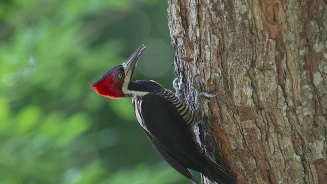 Lineated Woodpecker - ML542136391