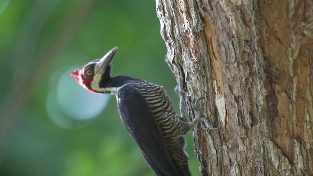 Lineated Woodpecker - ML542136401
