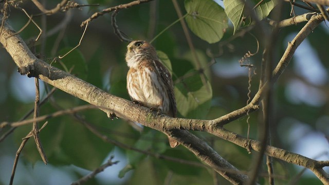 Ferruginous Pygmy-Owl - ML542138281