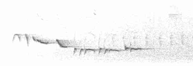 hvitbrynkrattskvett (leucophrys gr.) - ML542139031