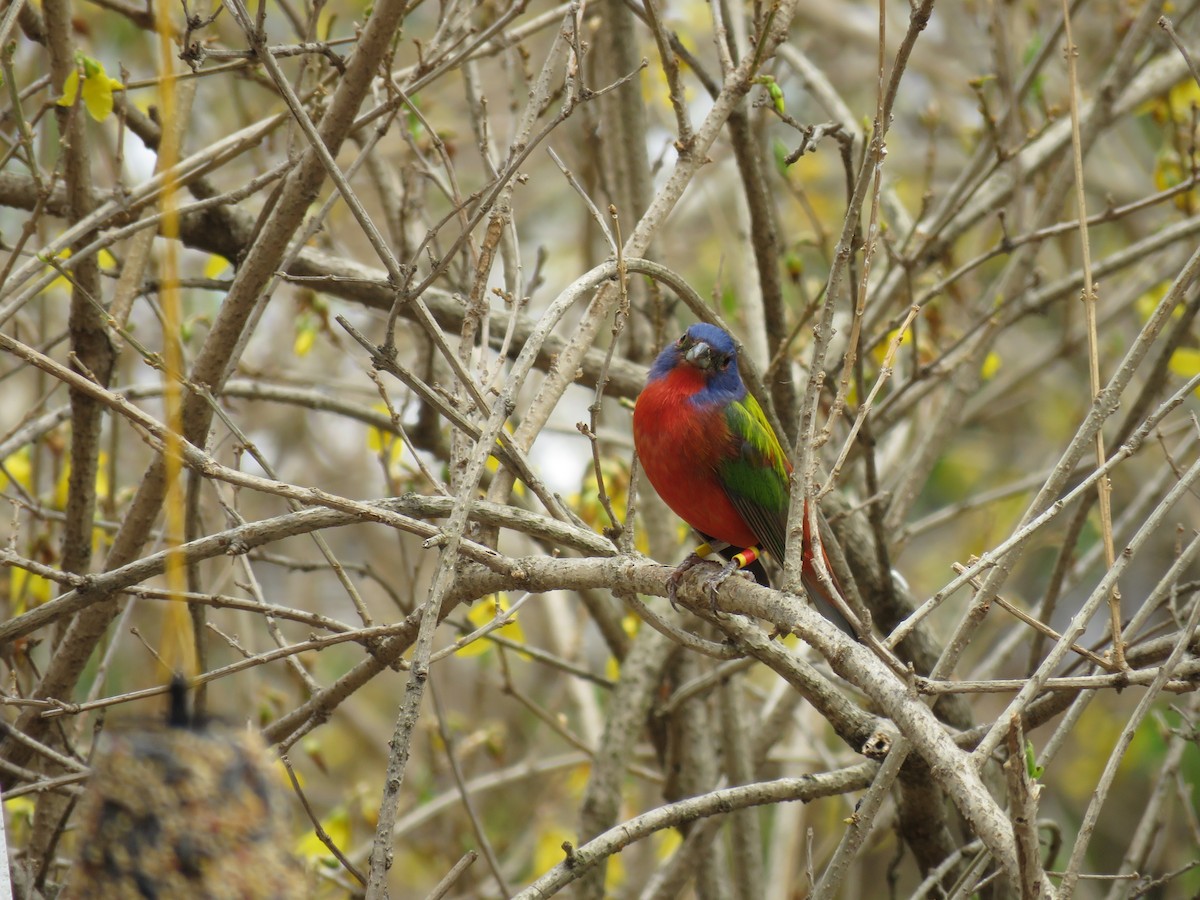 Painted Bunting - ML54214181