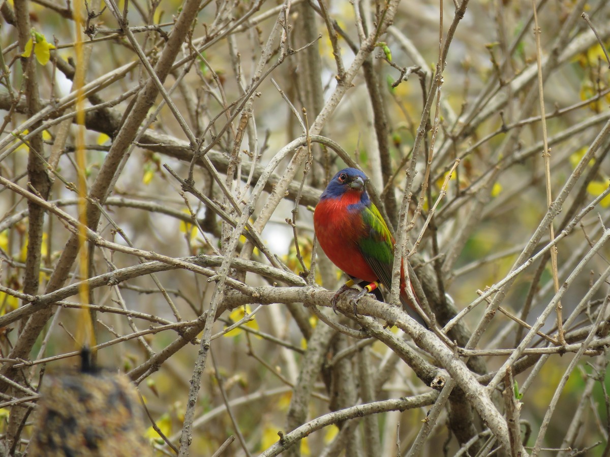 Painted Bunting - ML54214361