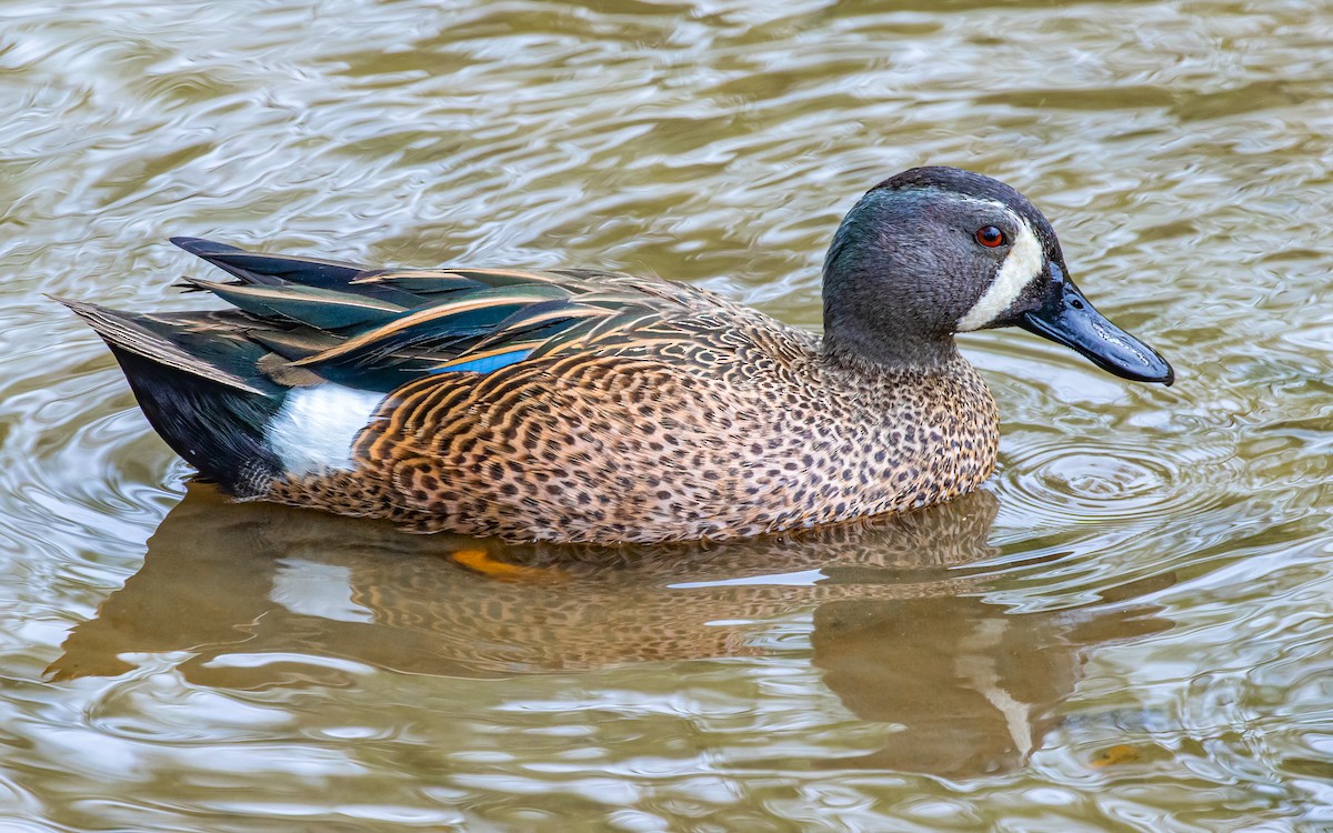 Blue-winged Teal - ML542144741