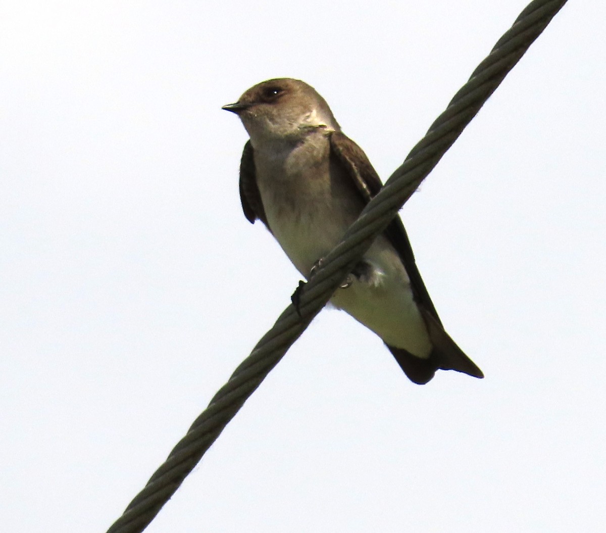 eBird Checklist - 3 Mar 2023 - Belle Glade Marina & Torry Island - 30 ...