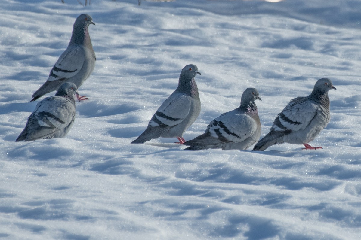 Rock Pigeon (Wild type) - Tom Dougherty