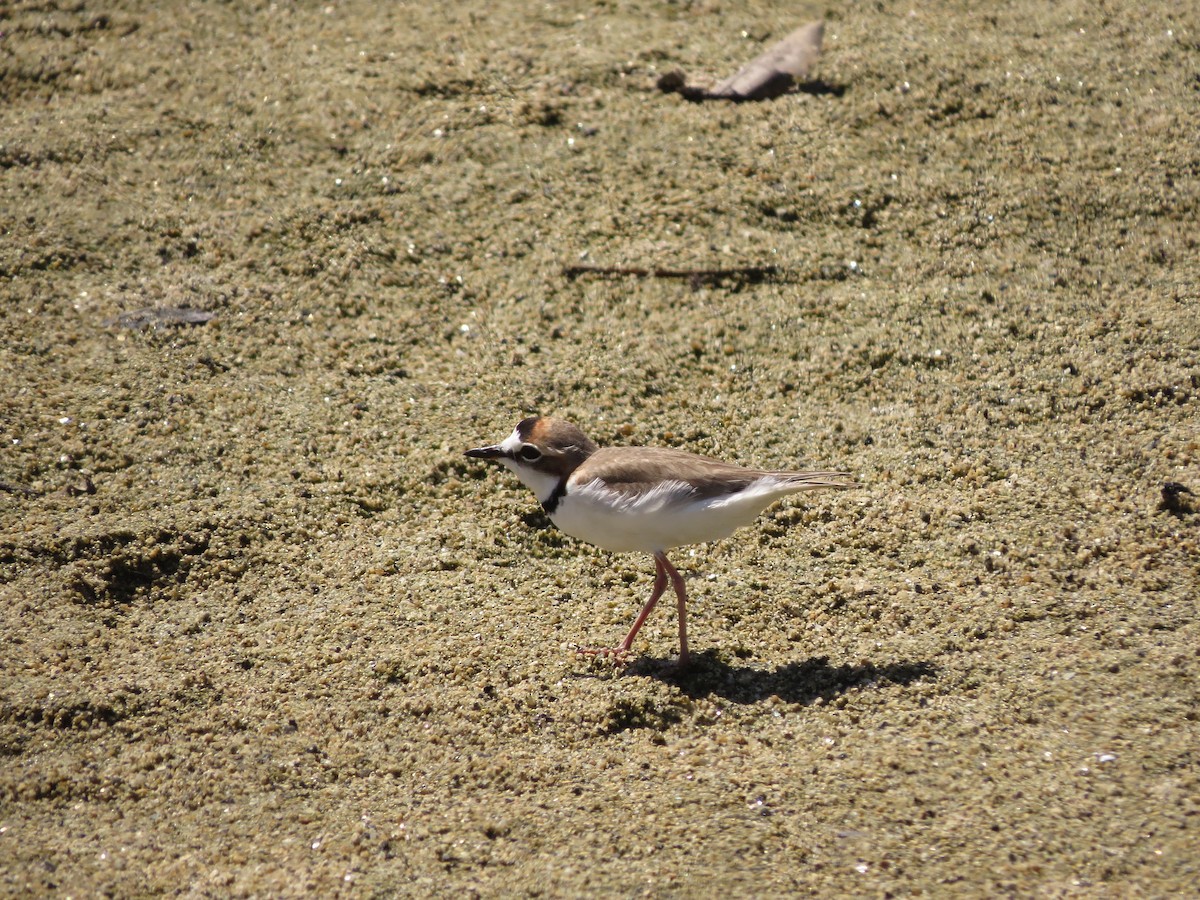 Collared Plover - ML54215581