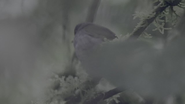 Turuncu Gagalı Bülbül Ardıcı - ML542156091