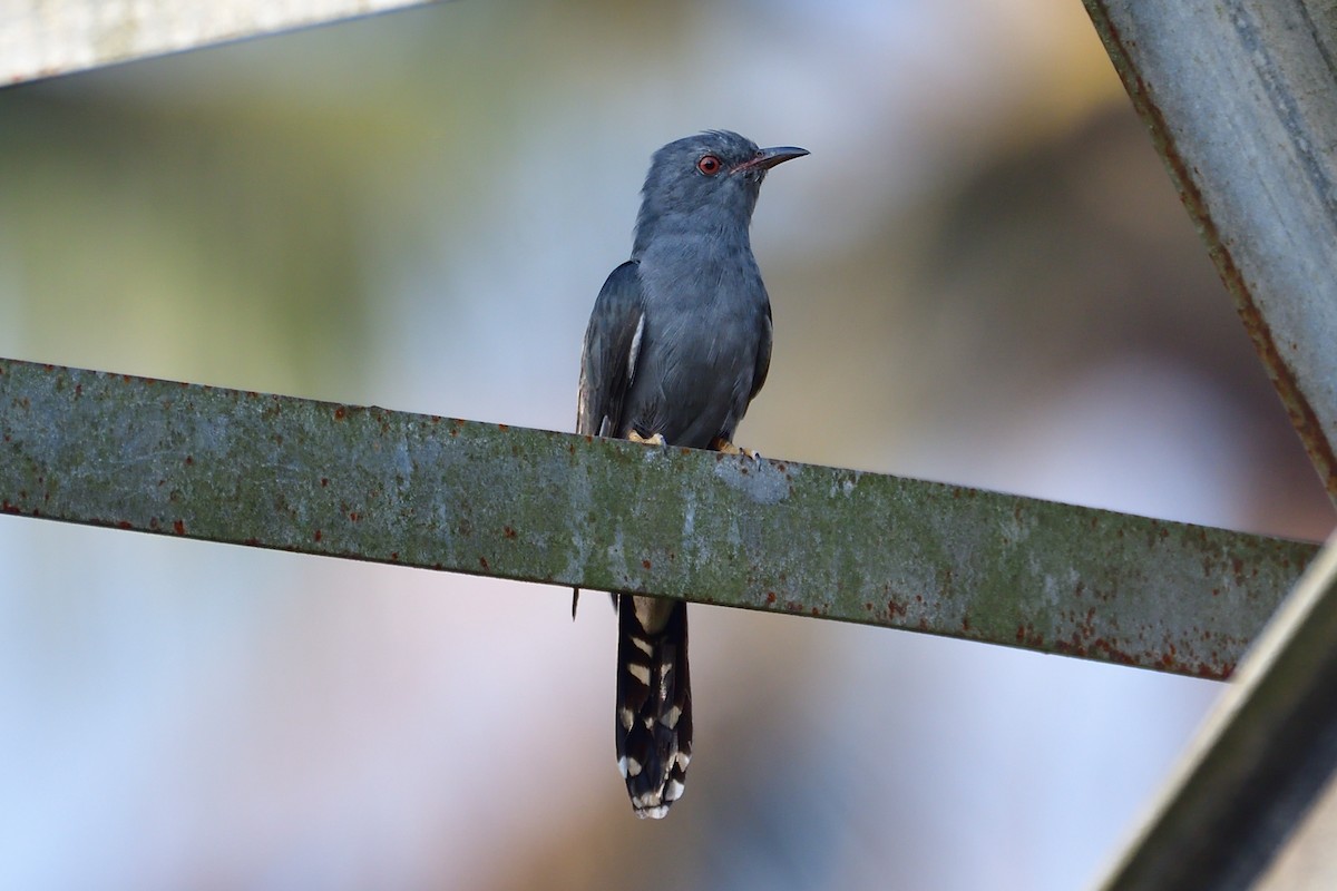 Gray-bellied Cuckoo - ML542158541
