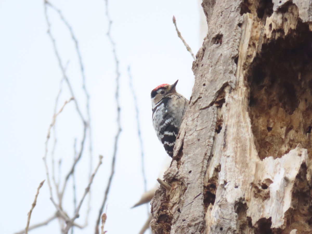 Lesser Spotted Woodpecker - ML542166971