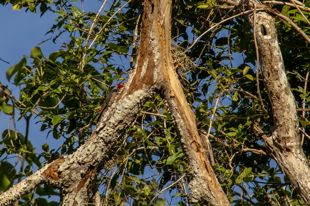Pale-billed Woodpecker - ML542169081