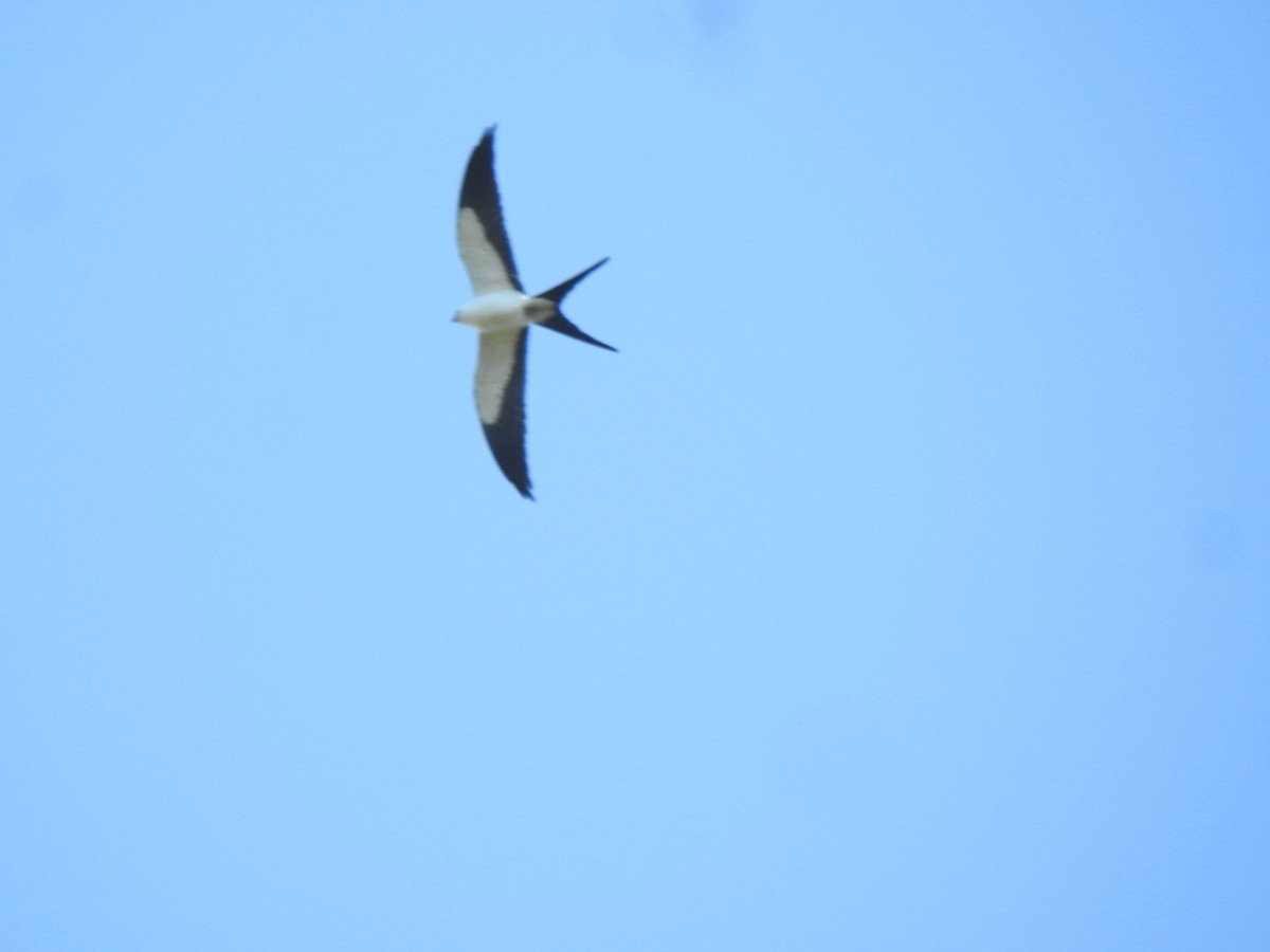 Swallow-tailed Kite - ML542174821