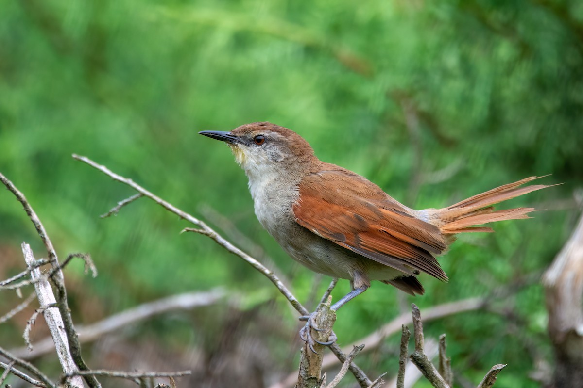 Yellow-chinned Spinetail - ML542175331