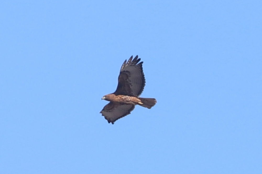 Red-tailed Hawk - ML542176511