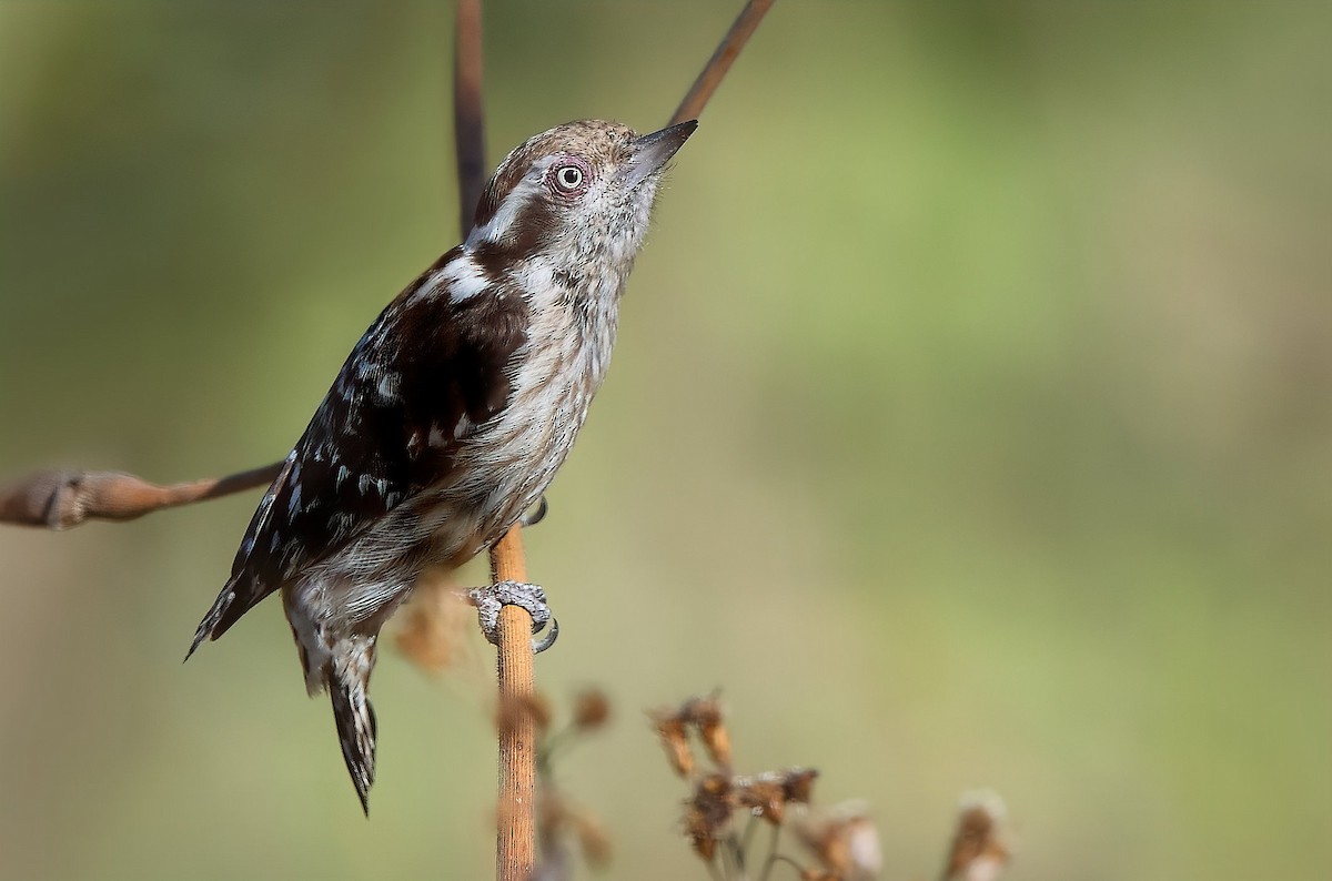 Brown-capped Pygmy Woodpecker - ML542178361