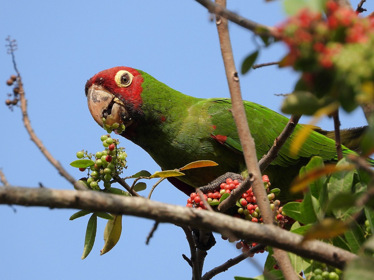 Guayaquil Papağanı - ML542179371
