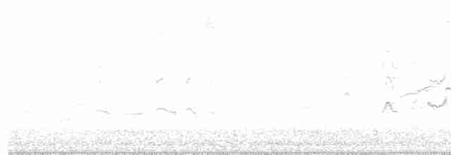 Kara Karınlı Islıkçı Ördek - ML542179841