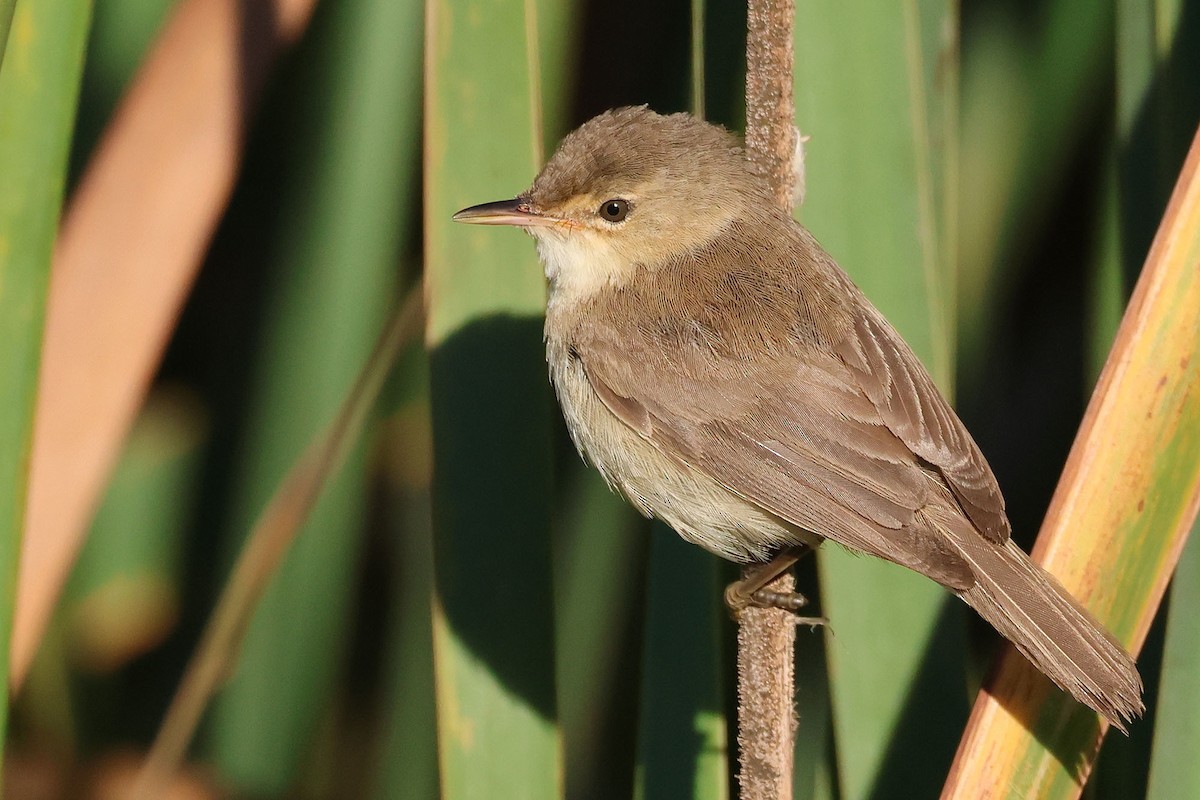 Common Reed Warbler (African) - ML542182021