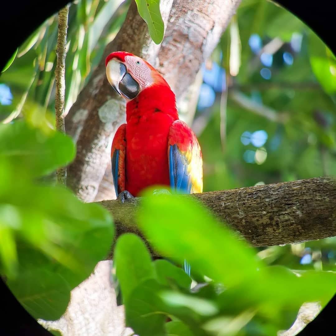 Scarlet Macaw - ML542182381