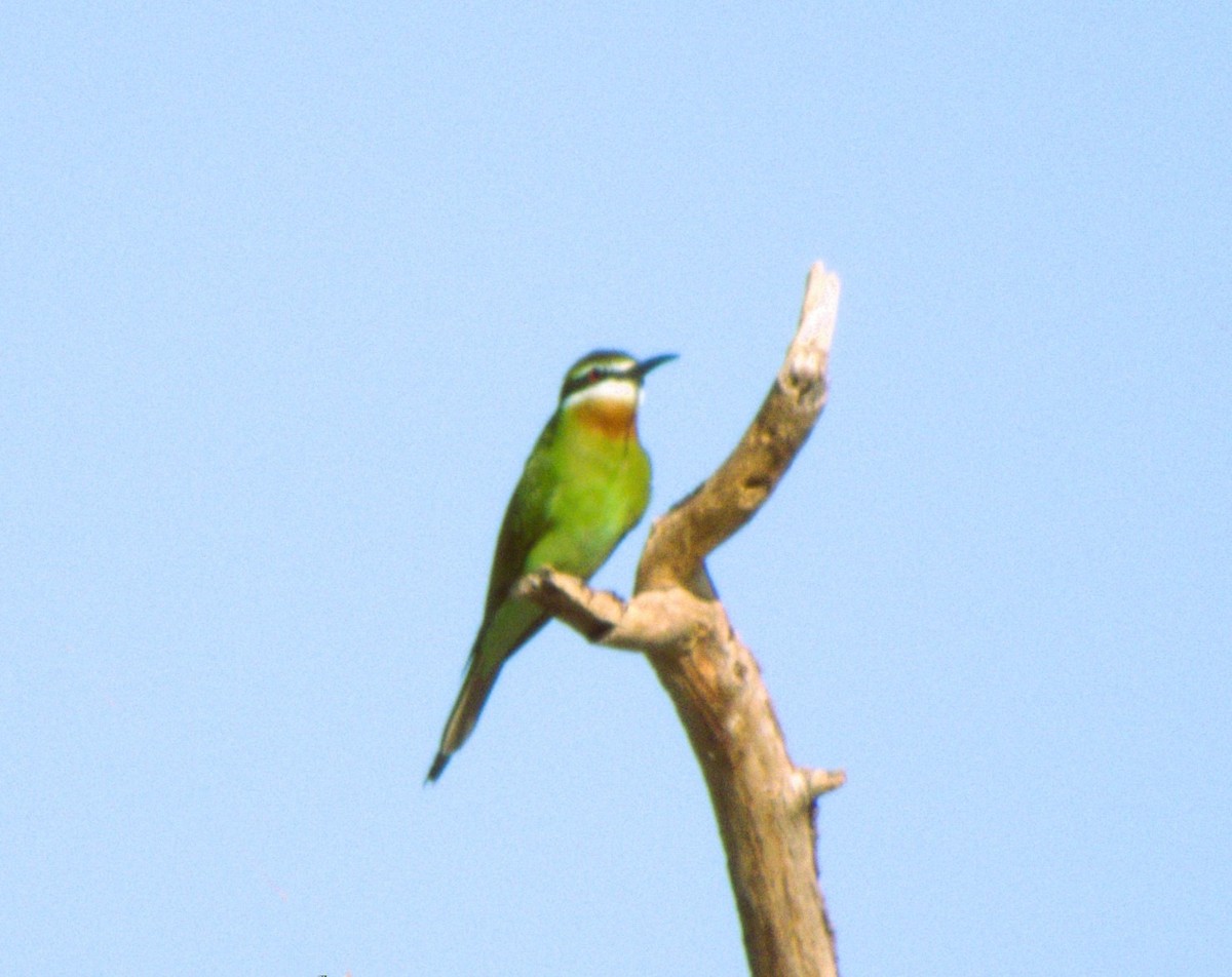 Madagascar Bee-eater - Stuart Walker