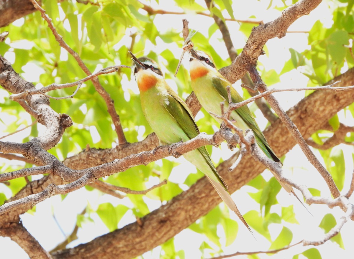 Madagascar Bee-eater - Stuart Walker