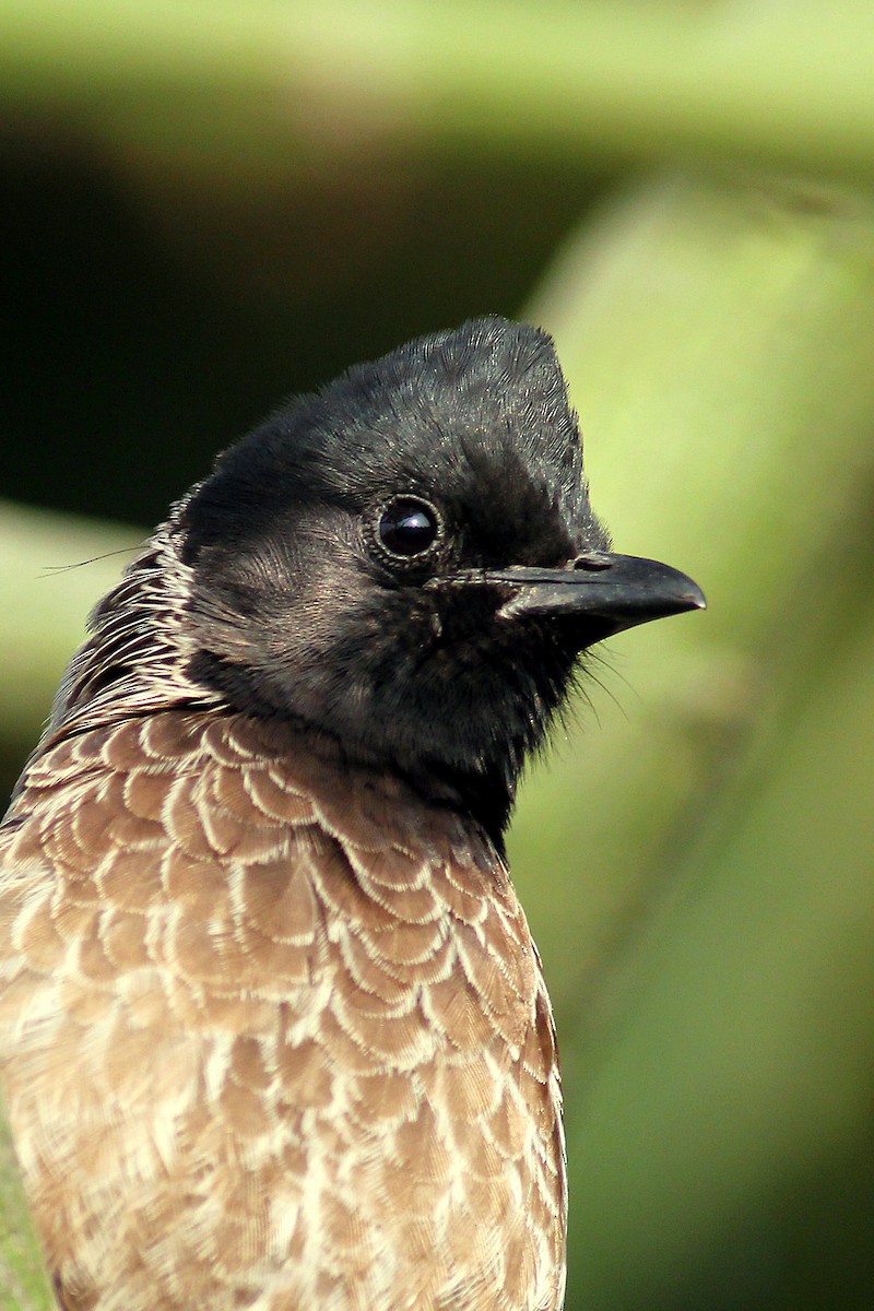 Red-vented Bulbul - ML542191031