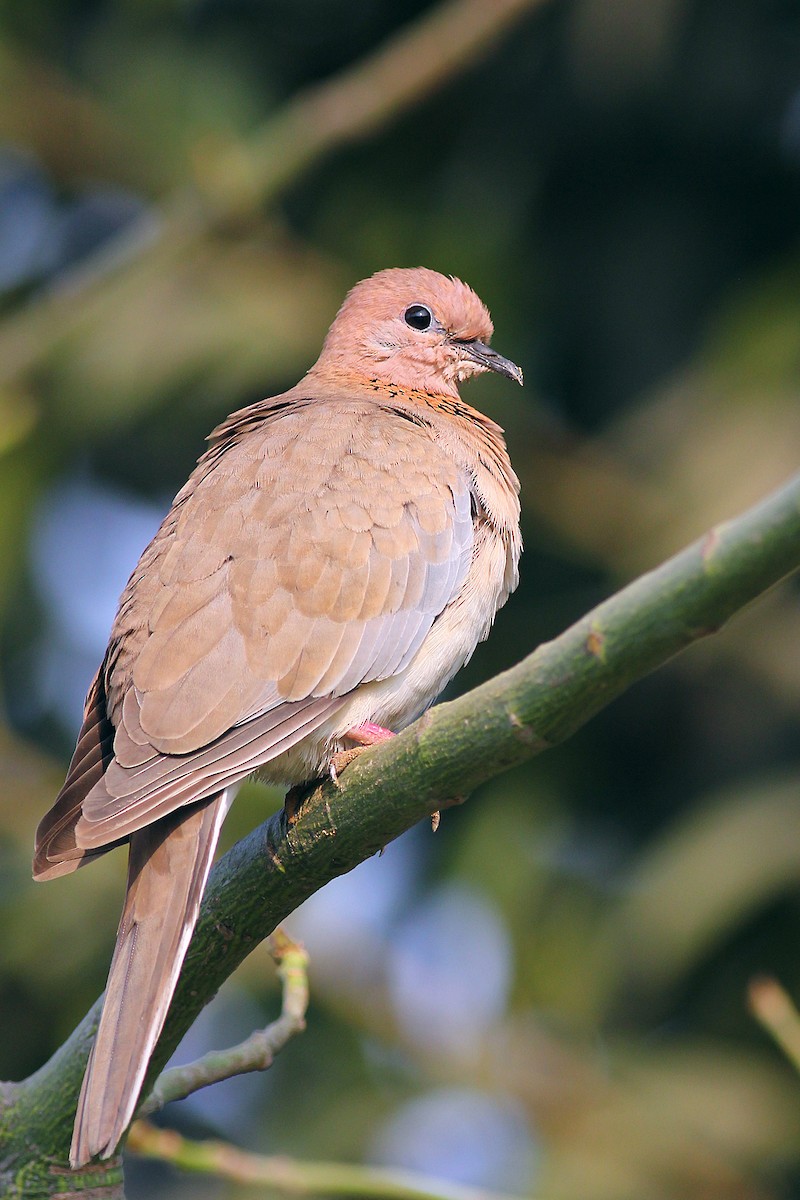 Laughing Dove - ML542191301