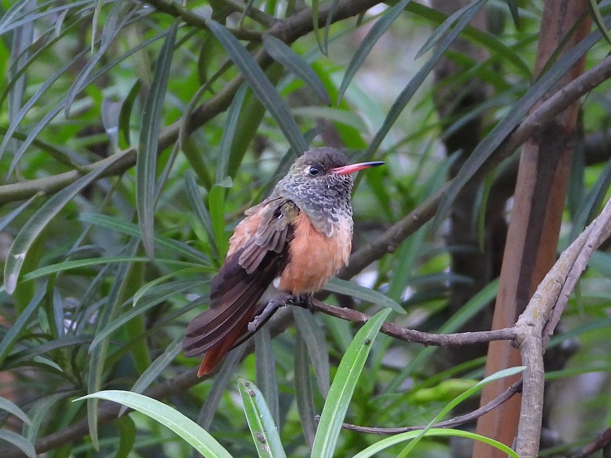 Amazilia Hummingbird - ML542192431