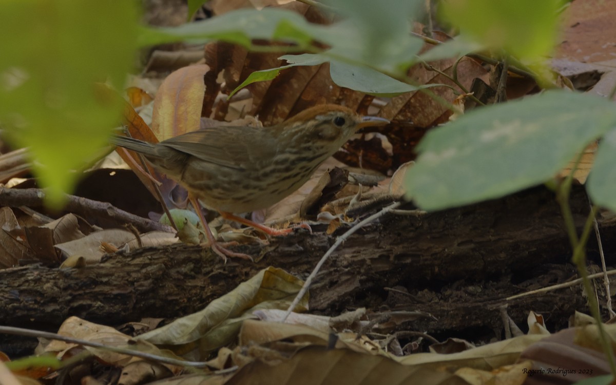 Puff-throated Babbler - Rogério Rodrigues
