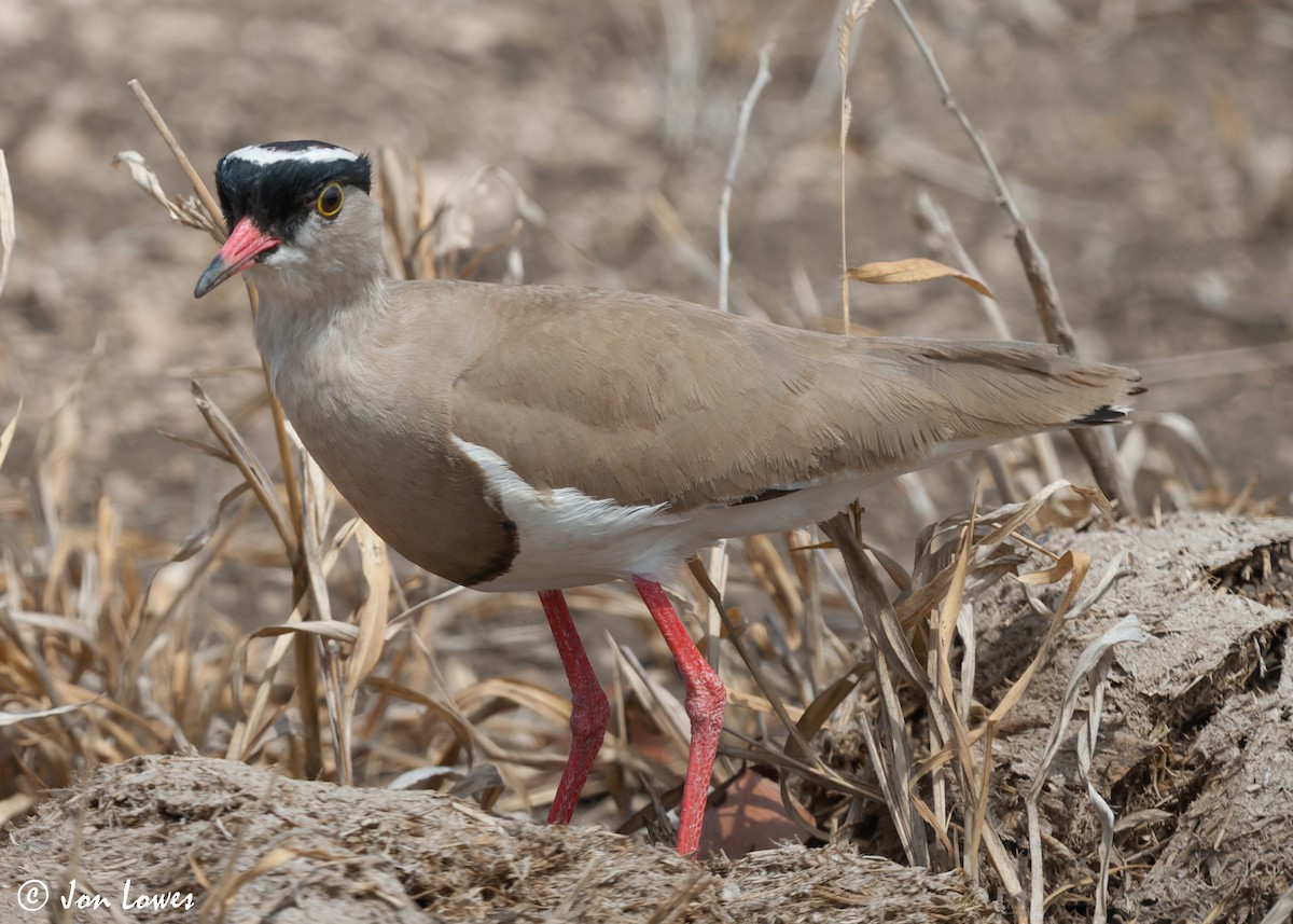 Crowned Lapwing - ML542193211