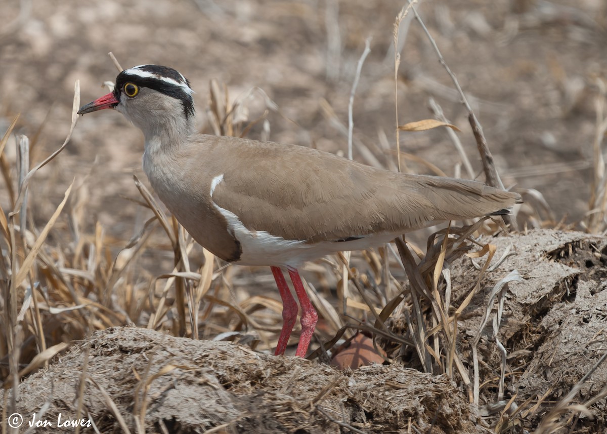 Crowned Lapwing - ML542193221
