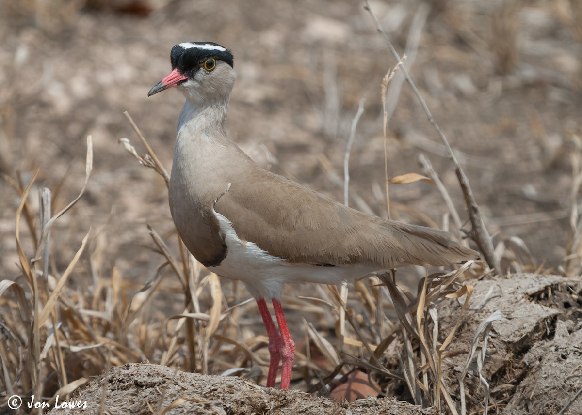 Crowned Lapwing - ML542193231