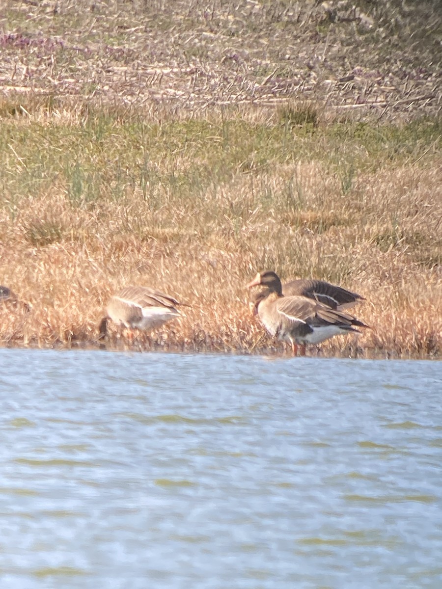 Greater White-fronted Goose - ML542193311