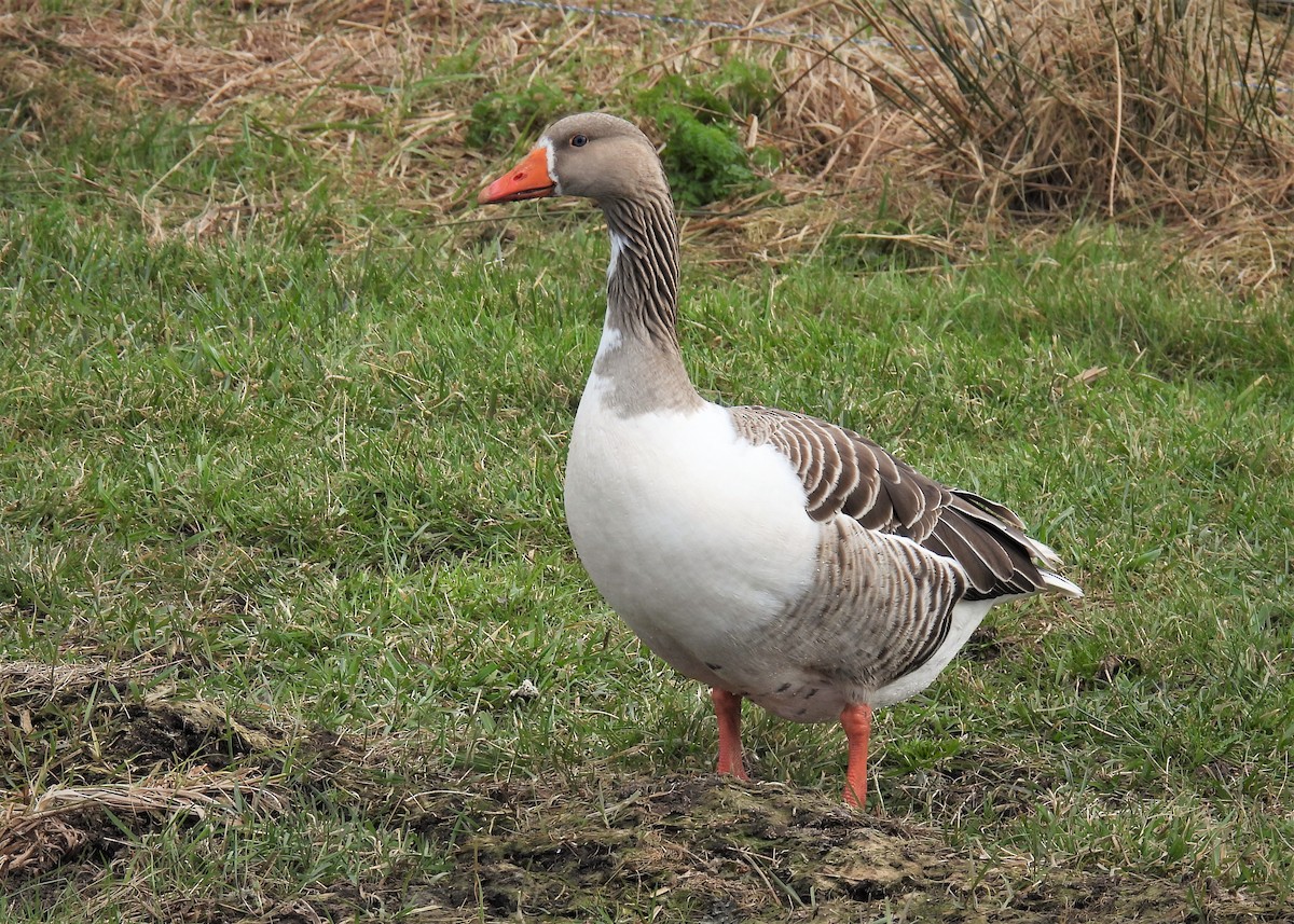 Graylag Goose (Domestic type) - ML542193501