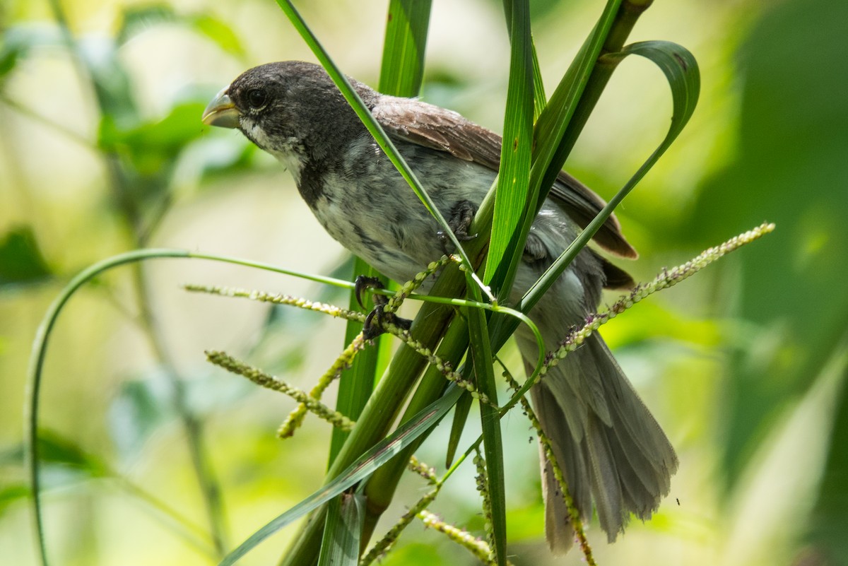 Double-collared Seedeater - ML542194071