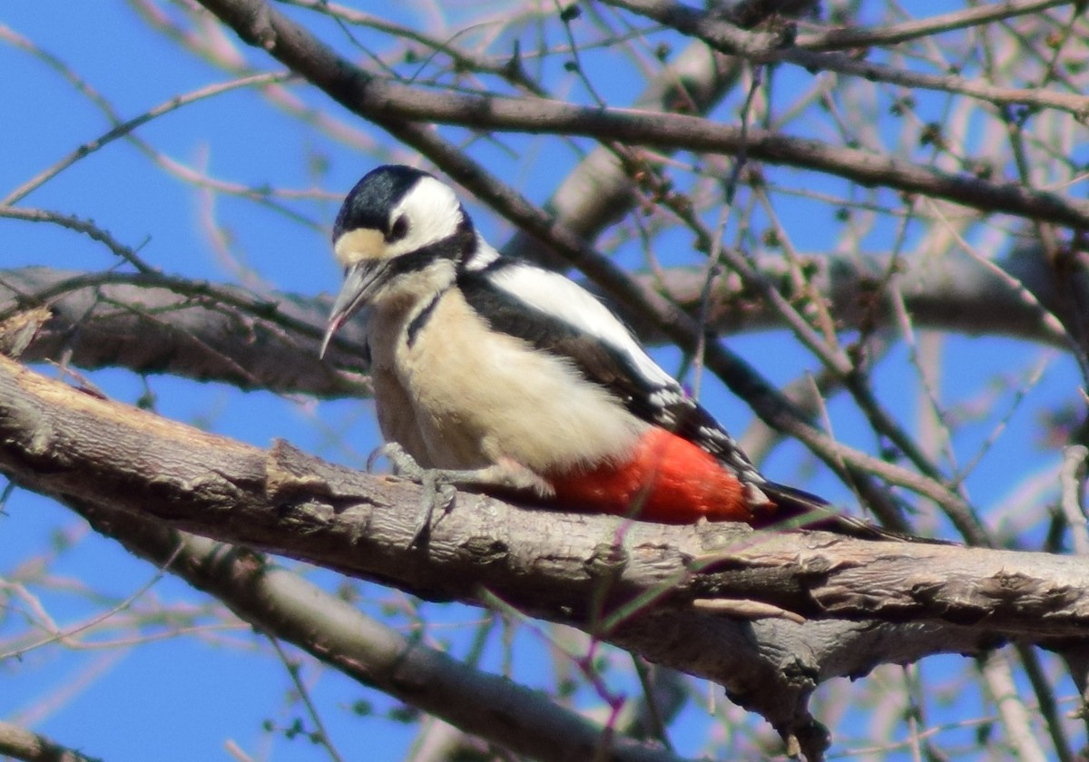 Great Spotted Woodpecker - ML542195161