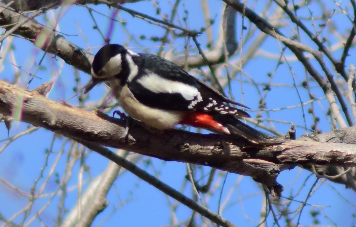 Great Spotted Woodpecker - ML542195171