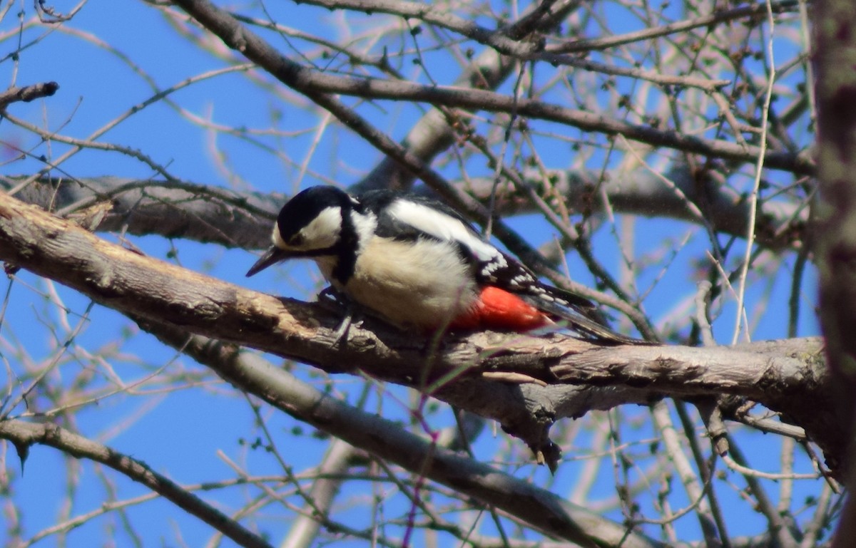 Great Spotted Woodpecker - ML542195181
