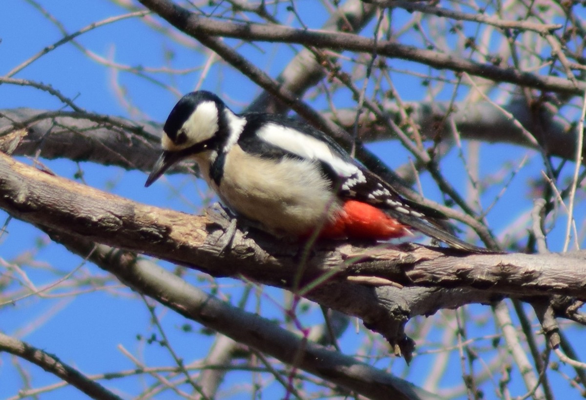 Great Spotted Woodpecker - ML542195191