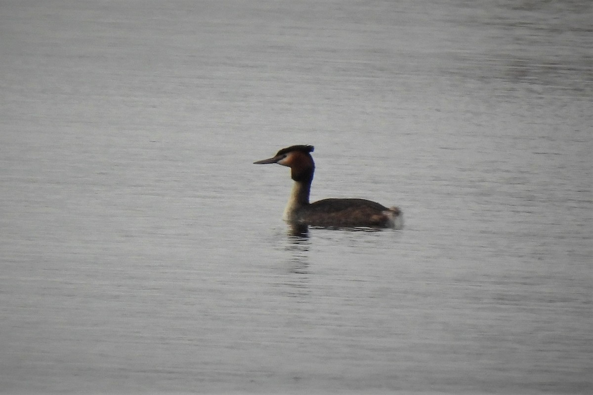 Great Crested Grebe - ML542201331