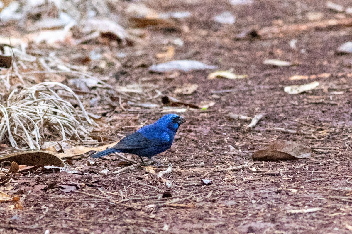 Blue Bunting (Middle America) - ML542201801