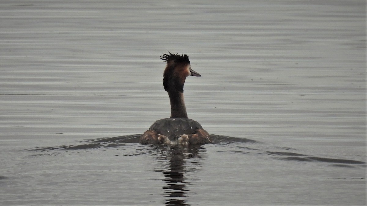 Great Crested Grebe - ML542202141