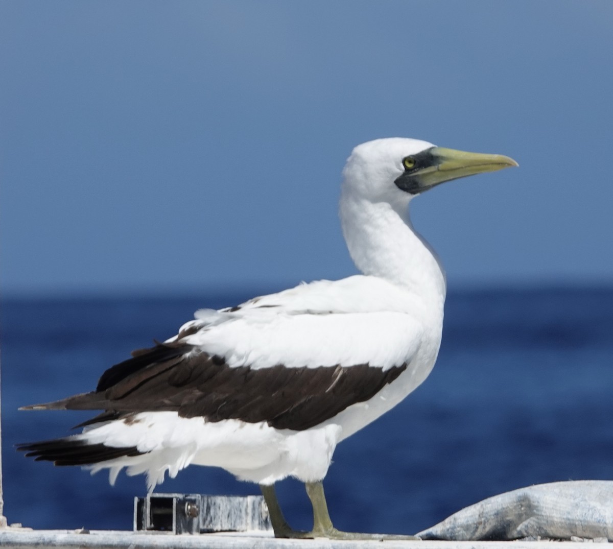 Masked Booby - ML542203531