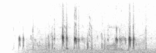  - Painted Sandgrouse