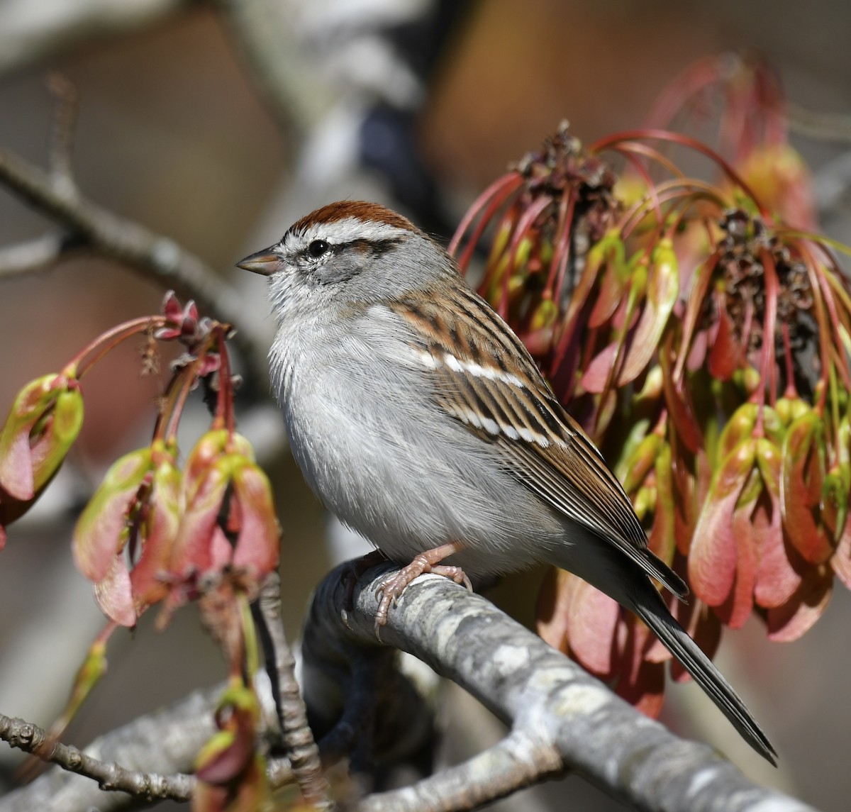Chipping Sparrow - ML542213211