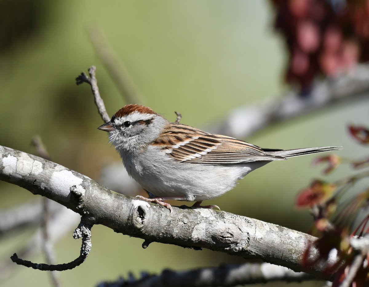Chipping Sparrow - ML542213231