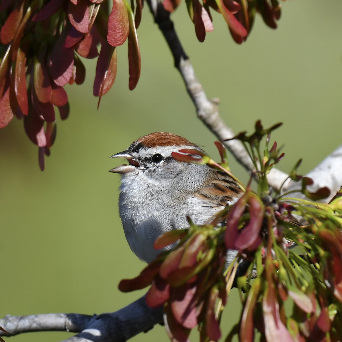 Chipping Sparrow - ML542213311