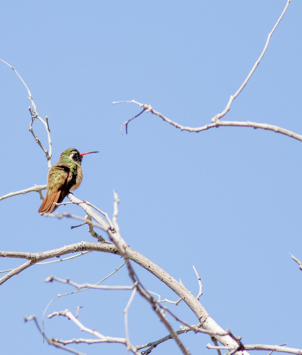 Xantus's Hummingbird - ML542217551