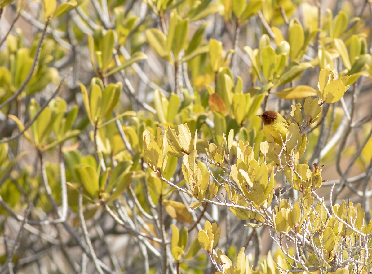 Yellow Warbler (Mangrove) - ML542220491