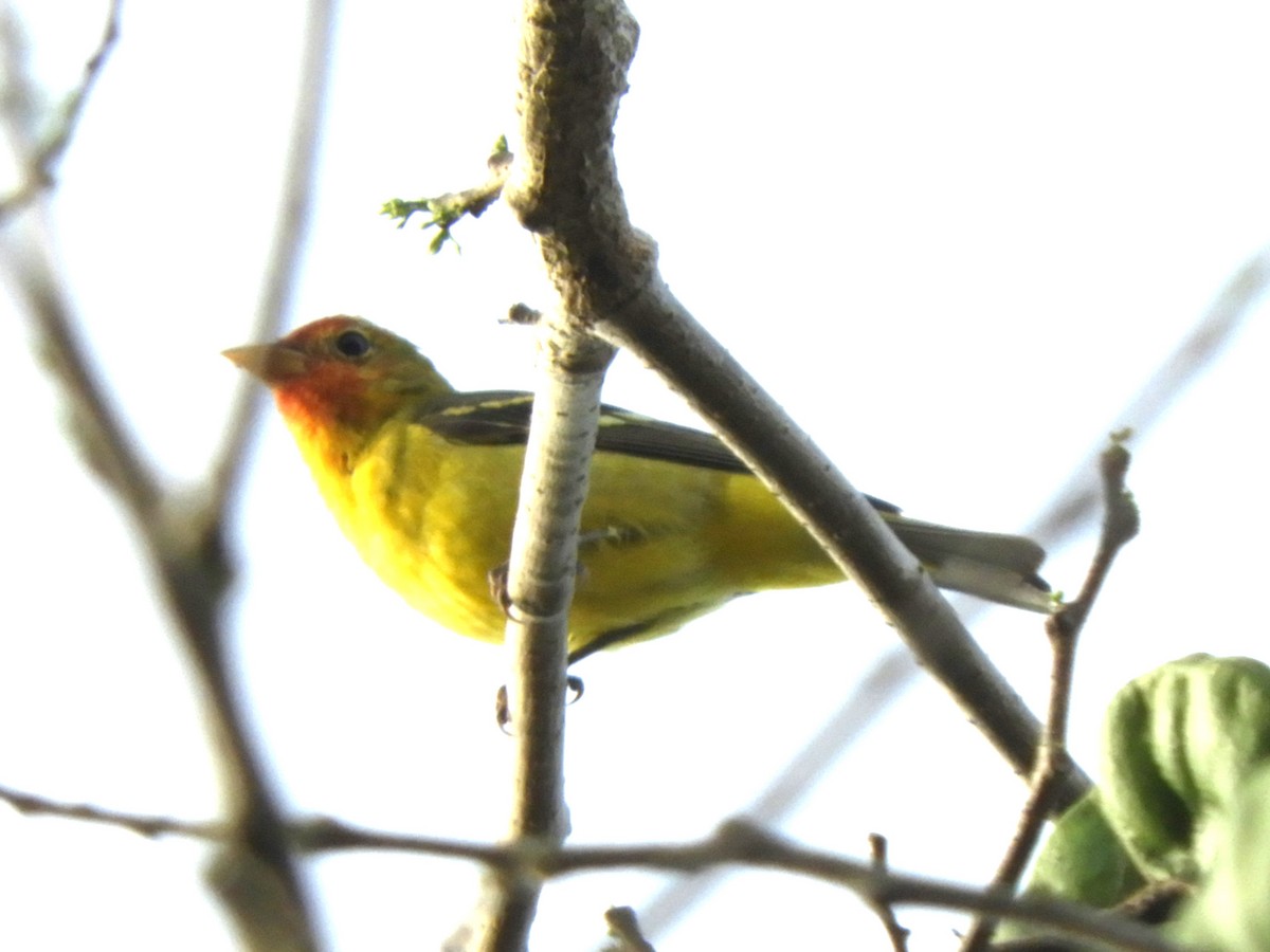 Western Tanager - ML542224201