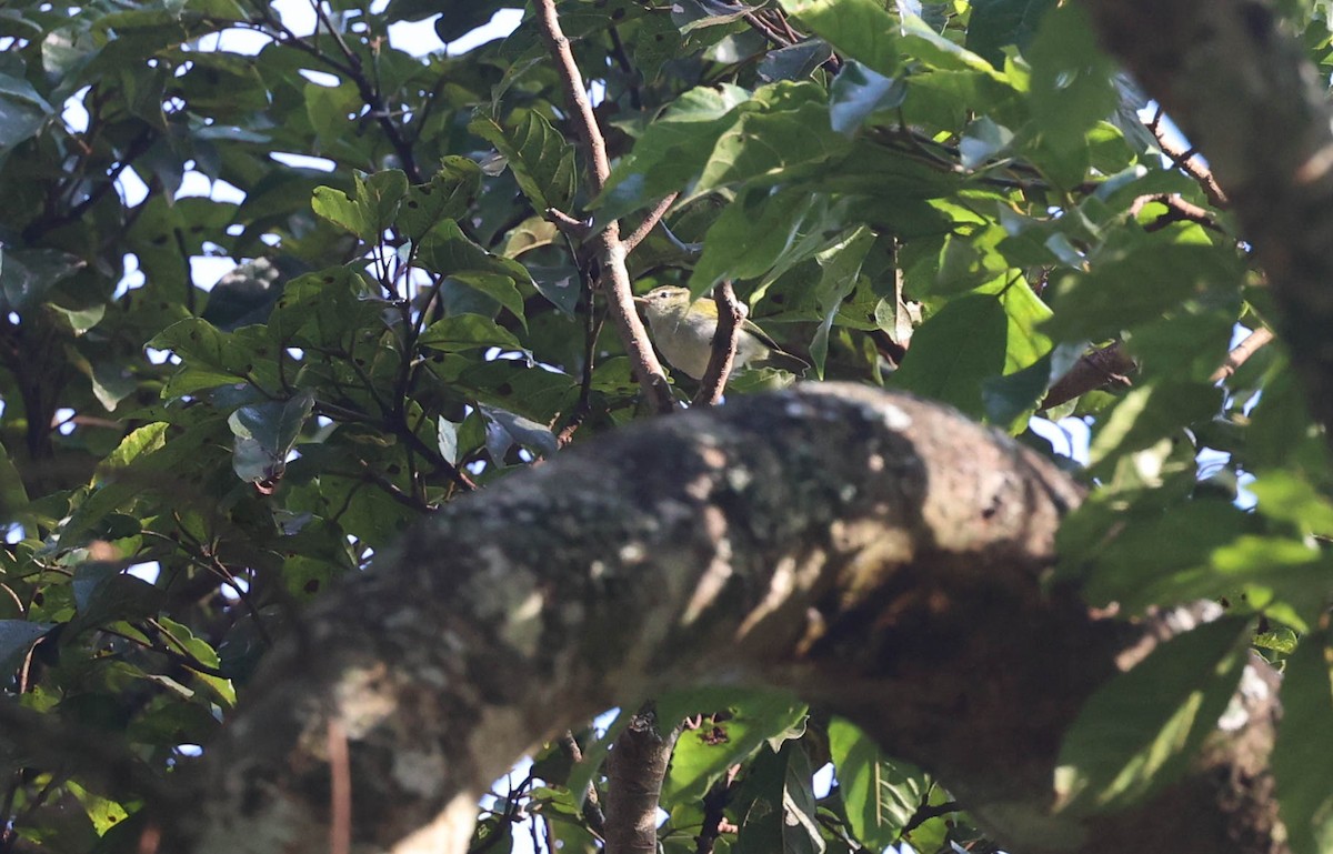 Uganda Woodland-Warbler - ML542225001